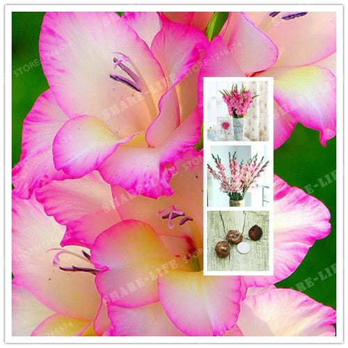 2 Bulbs Bonsai True Pink Gladiolus Bulbs Beautiful Gladiolus Flower Flower Symbolizes Longevity Plant Garden Bonsai