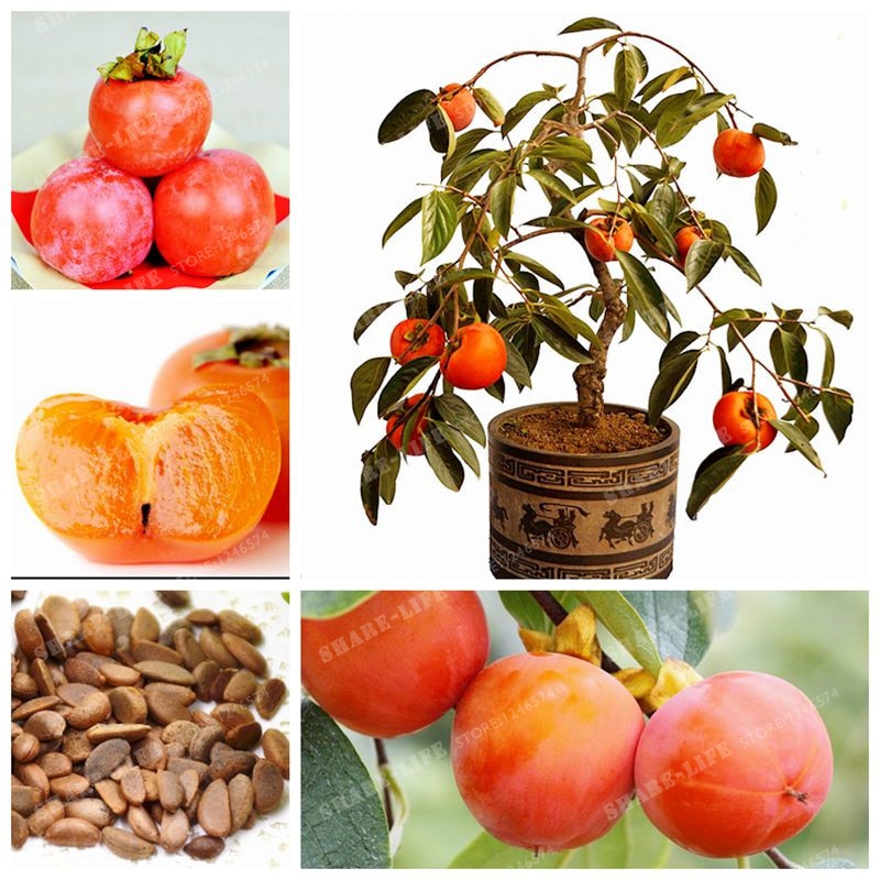 20 Pcs Persimmon Bonsai Delicious Fruit Fruit Tree Bonsai  Asian Persimmon Tree Shrub Bonsai Exotic Bonsai DIY For Home Garden